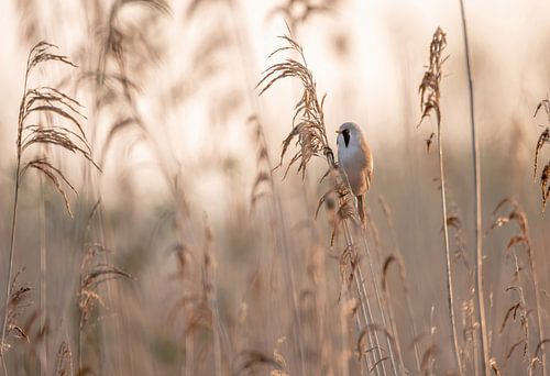 Park Lingezegen part 15