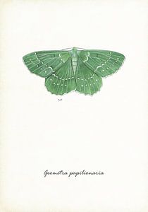 Sommer Schmetterling