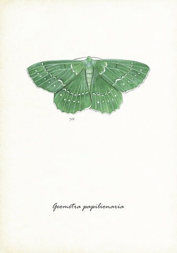 Papillon d'été sur Jasper de Ruiter