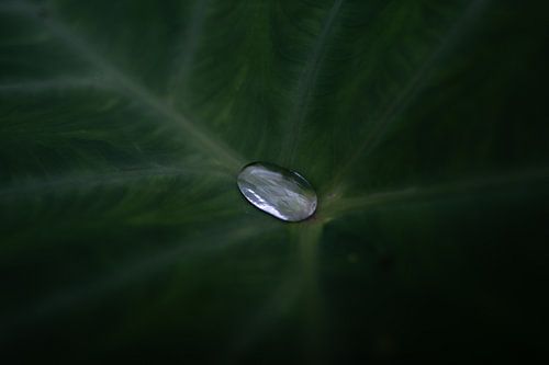 Silence in a drop