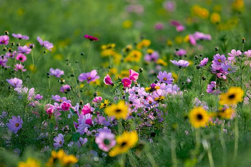 Flower border pink and yellow along the field
