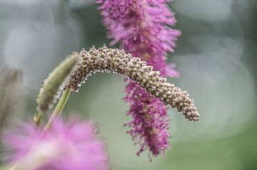 bloemen part 328 van Tania Perneel