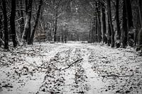 Sneeuw in het bos