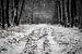 Sneeuw in het bos von Marco Bakker