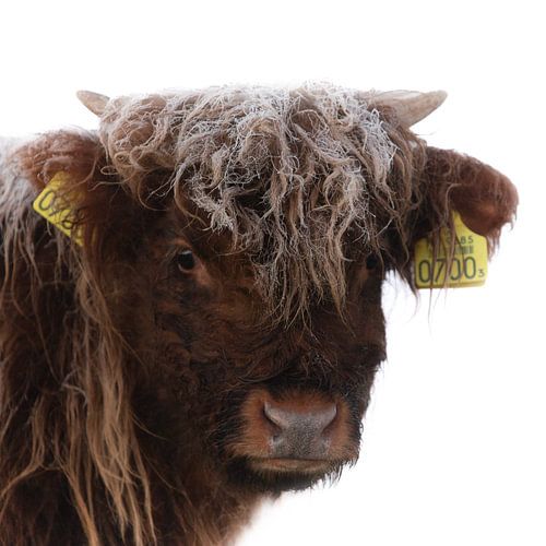 Schotse Hooglander