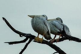 Two Pelicans Perched on a Dead Tree Branch Against an Overcast Sky by Johannes Jongsma