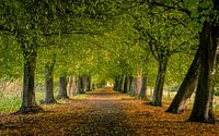 Forest path in autumn