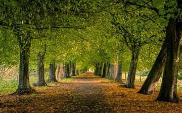 Bospad in de herfst van Jeff van Roosmalen