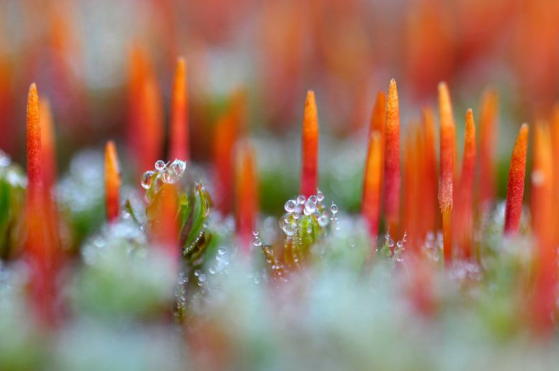 Moose, Zottelhaarmoos von Paul van Gaalen, natuurfotograaf