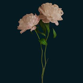 Peony Rose by Cindy Langenhuijsen