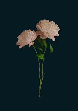 Peony Rose by Cindy Langenhuijsen