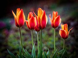 Tulips by Rob Boon