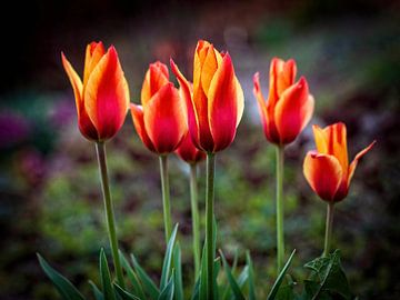 Tulpen von Rob Boon