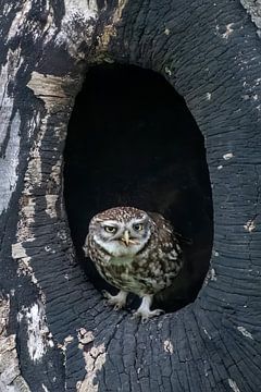 Hibou dans un tronc d'arbre creux sur Wilna Thomas