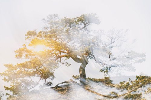 Baum mit strahlender Kraft im Sonnenuntergang