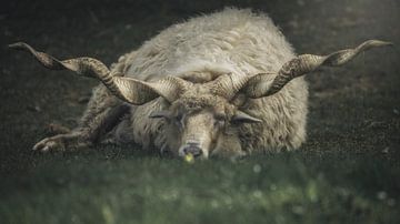 Iets aan mijn hoofd van Thomas de Franzoni