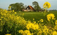 The farm among the yellow flowers
