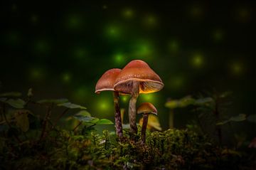 Gloeiende paddenstoelen in het sprookjesbos van Willi Schubert