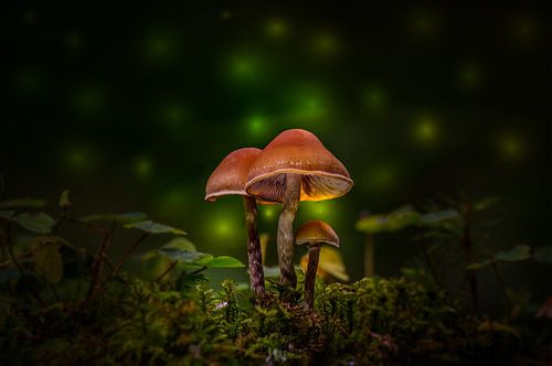 Gloeiende paddenstoelen in het sprookjesbos