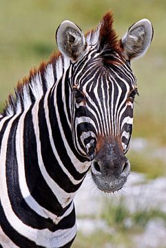 Zebra - Africa wildlife van W. Woyke