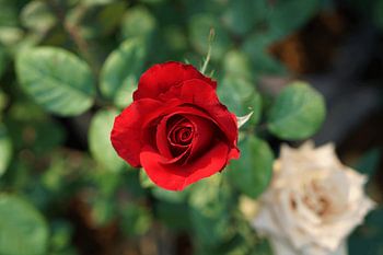 Rote Rose (Rosa-Hybride)