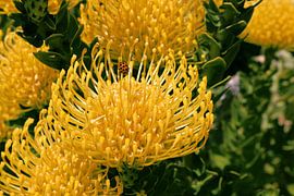 Silveredge pincushion flower with ladybug by Ines Porada