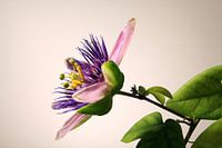 blooming passion flower