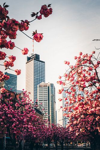 Frankfurt Kersenbloesems