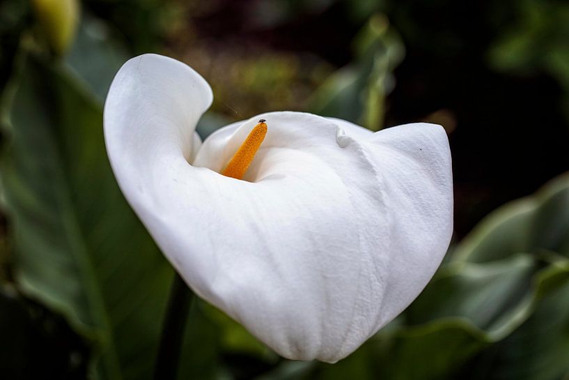 Aronskelk van Rob Boon