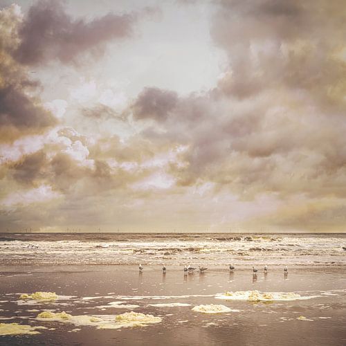 Meeuwen op het strand in Noordwijk.