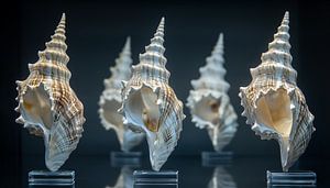 Sea shells in a row panorama