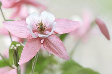 Pink columbine by Violetta Honkisz