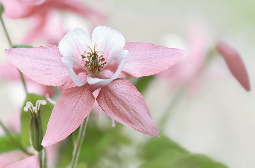 Pink columbine by Violetta Honkisz