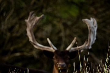 Abstrakter Damhirsch hinter Grashalmen von Luuk Kuijpers