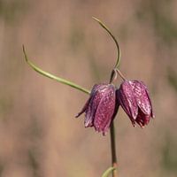 kievitsbloem