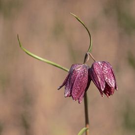 kievitsbloem van Annie Keizer