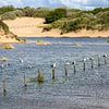 Mouettes sur les poteaux sur Erik van den Berg