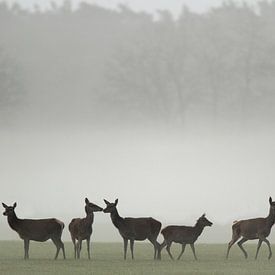 Des haies de cerfs rouges dans le brouillard sur Marcel de Bruin