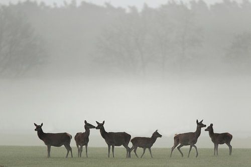 Des haies de cerfs rouges dans le brouillard