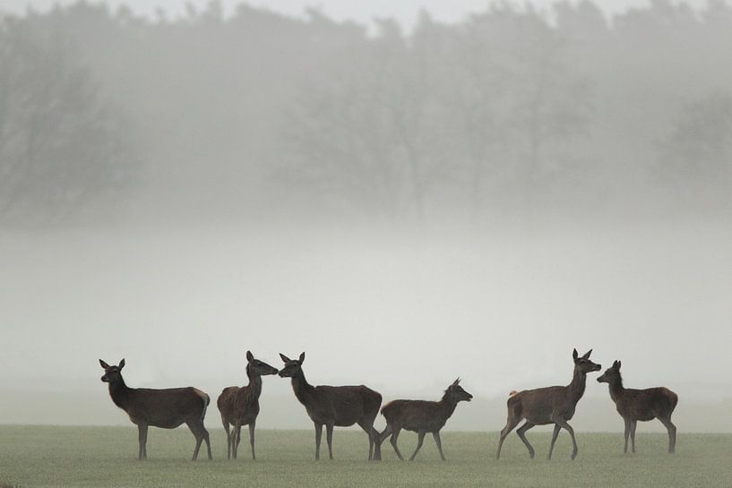 Red deer hurdles in the fog by Marcel de Bruin
