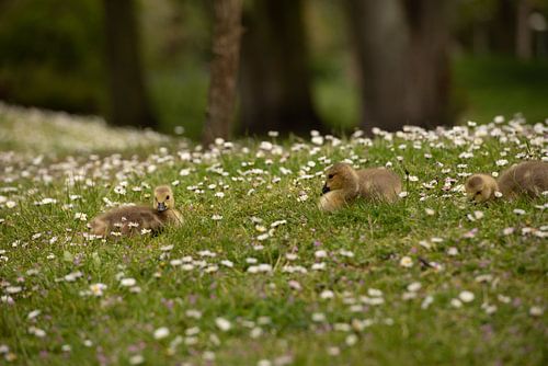 A mini break of Canada goose hatchlings