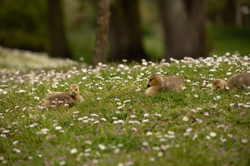 A mini break of Canada goose hatchlings by Slavenka Arandjelovic