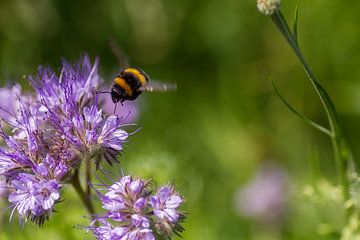 Flieg, kleiner Luftbär, flieg! von QEIMOY