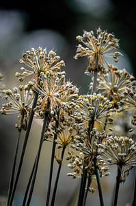 Blumen Teil 463