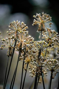 bloemen part 463 van Tania Perneel