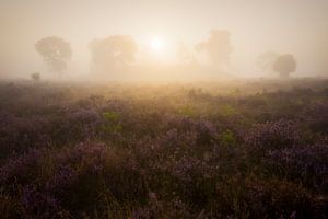 Mistige zonsopkomst heide Veluwe van Rick Kloekke