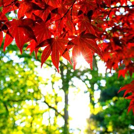 Ruby red japanese leaves by Daniel van Delden