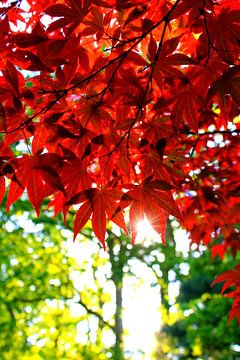 Rubinrote japanische Blätter