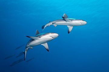 Deux requins gris de récif sur Norbert Probst