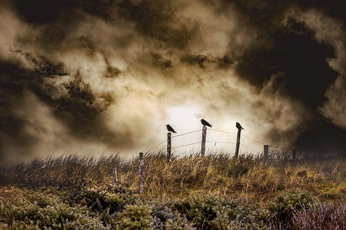 Three crows on a fence